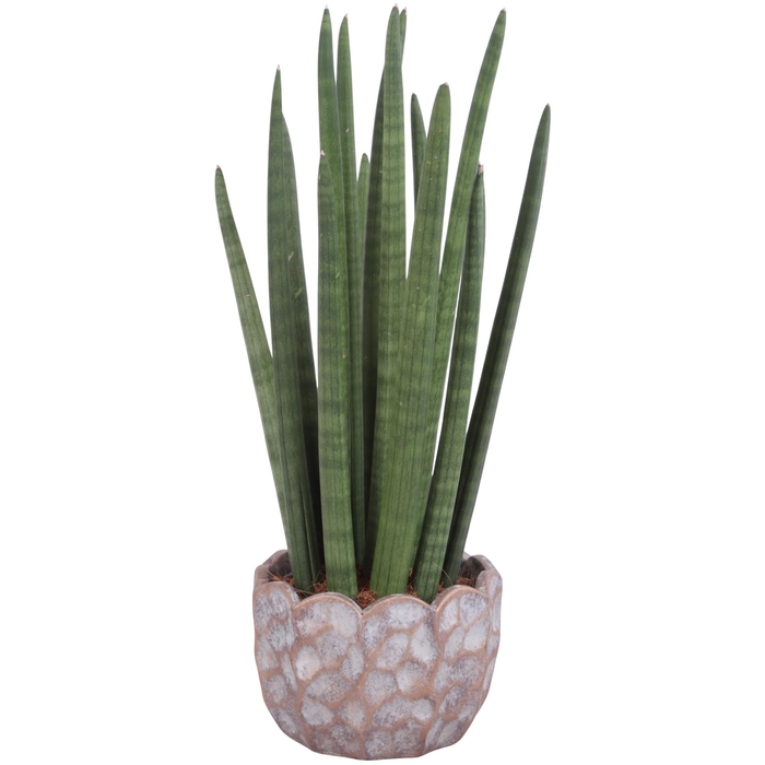 <h4>Sansevieria Cylin, Straight 14 Leaf Ø15cm in Ø18cm Ceramic PL670</h4>