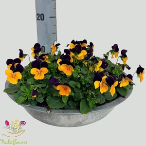 VIO CO SOR XP ORA JU