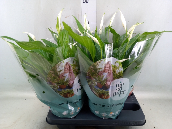 <h4>Spathiphyllum  'Pearl Cupido'</h4>