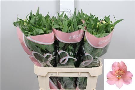<h4>Alstroemeria  'Pink Floyd'</h4>