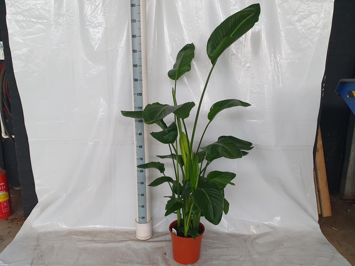 <h4>STRELITZIA NICOLAI</h4>