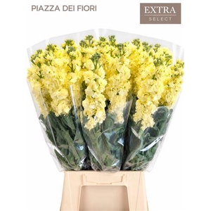 MATTHIOLA IRON CREAM