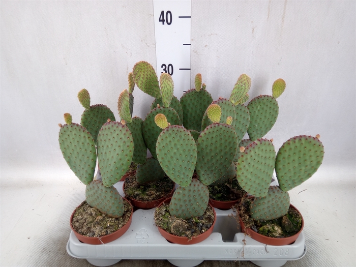 Opuntia microdasys