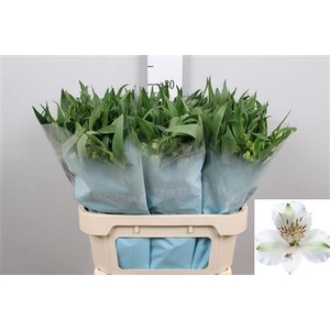 Alstroemeria  'Virginia'