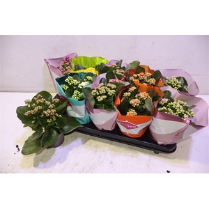 Kalanchoe Double Deluxe Mix Stadium
