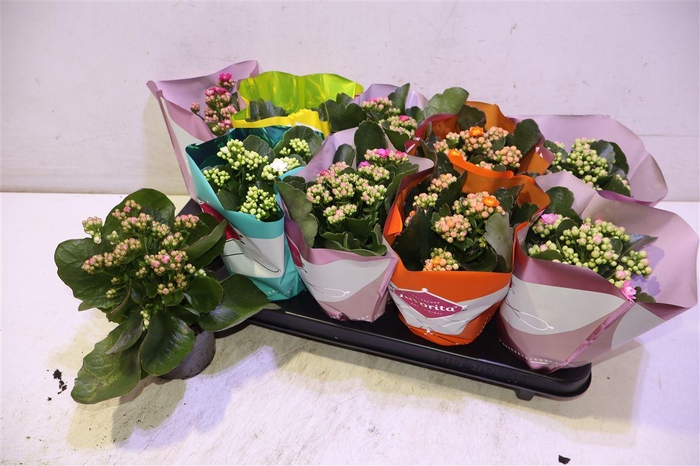 <h4>Kalanchoe Double Deluxe Mix Stadium</h4>