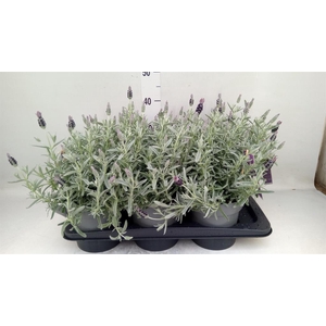 Lavandula stoec. 'Flirt'