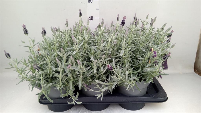 <h4>Lavandula stoec. 'Flirt'</h4>