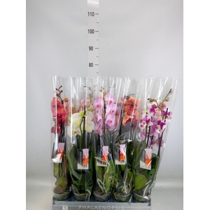 Phalaenopsis   ...mix  8