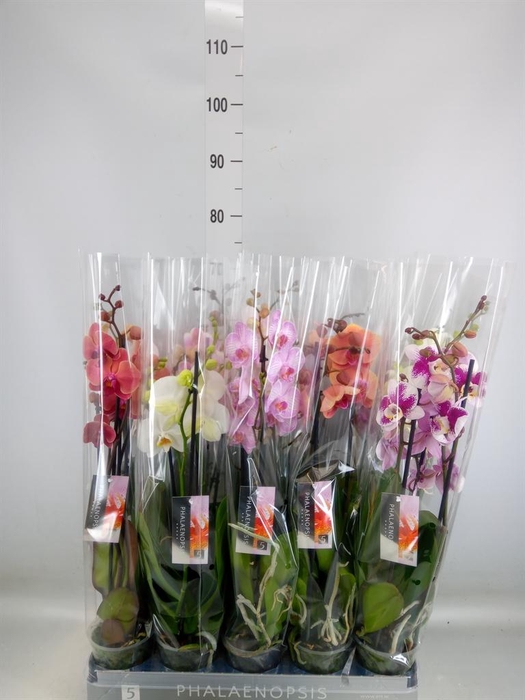 <h4>Phalaenopsis ...mix 8</h4>
