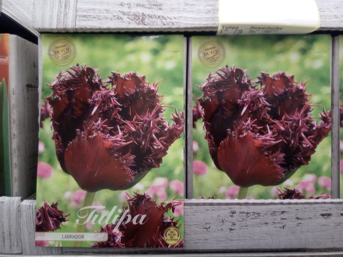 <h4>Tulipa   ...flowerbulbs</h4>