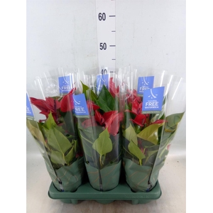 Anthurium  'Banderola Lava'