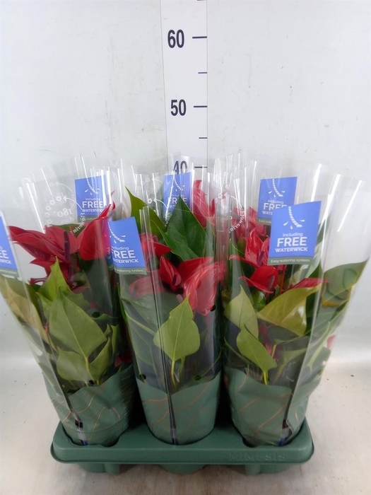 <h4>Anthurium  'Banderola Lava'</h4>