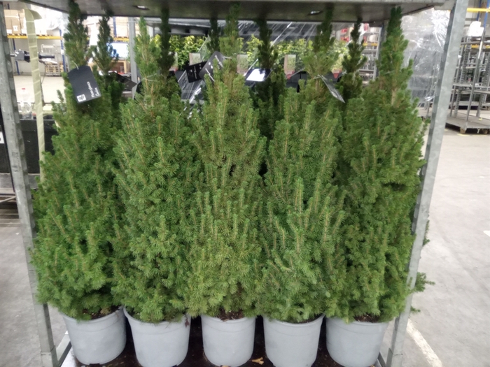 Picea glauca 'Conica'