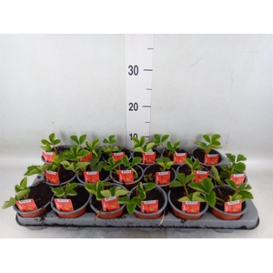 Fragaria ananassa 'Elsanta'