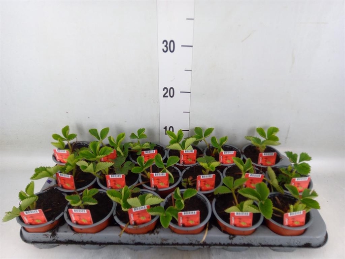 <h4>Fragaria ananassa 'Elsanta'</h4>