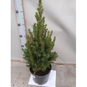 PICEA AB CONICA
