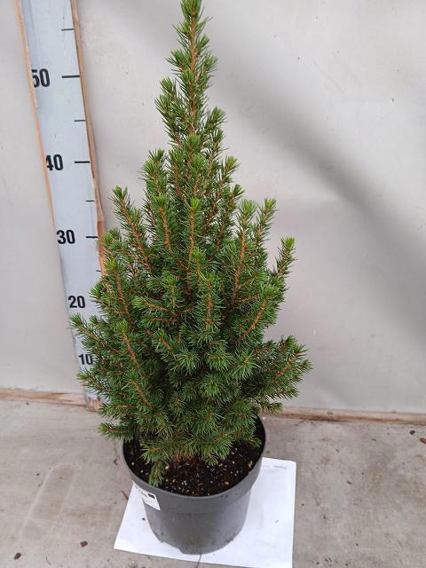 <h4>PICEA AB CONICA</h4>