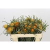 Banksia Dryandra