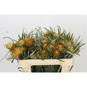 Banksia Dryandra