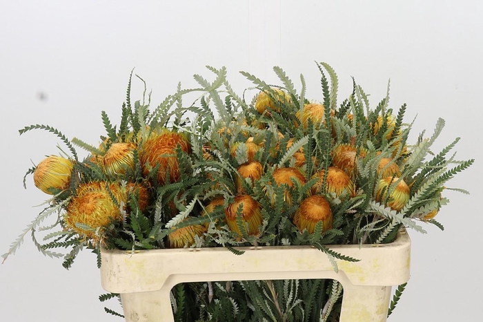<h4>Banksia Dryandra</h4>