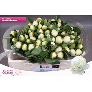 Paeonia Bridal Shower