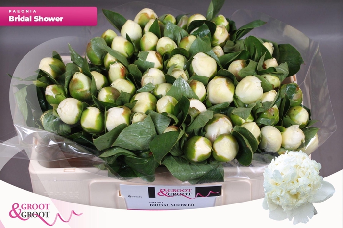 <h4>Paeonia Bridal Shower</h4>