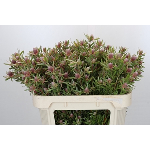 Leucadendron Ayoba Star Pearl