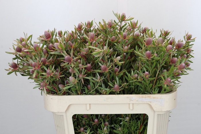 Leucadendron Ayoba Star Pearl