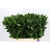 Ruscus Hypophyllum