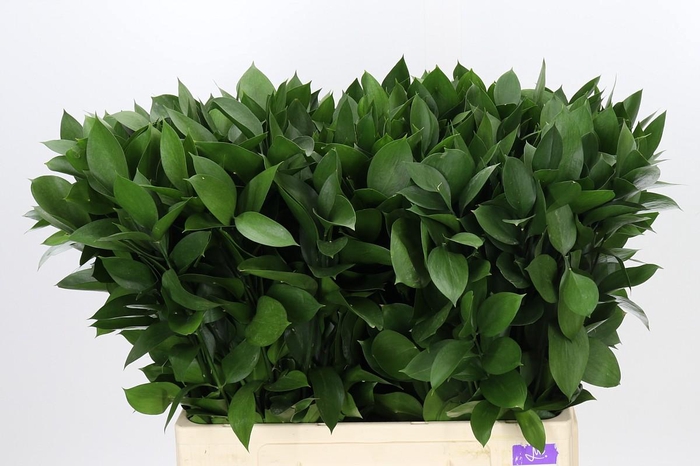 <h4>Ruscus Hypophyllum</h4>