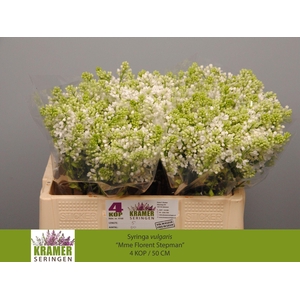 SYR V MME FL STEPMAN