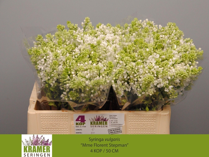 <h4>SYR V MME FL STEPMAN</h4>