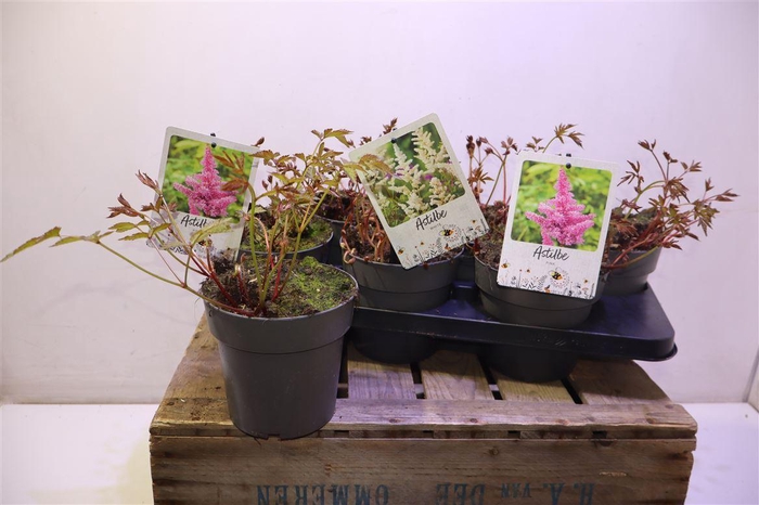 <h4>Astilb Gem 2 Kl</h4>