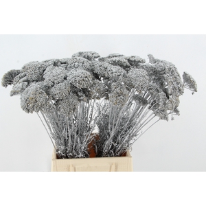 DF Achillea Paint Bs Silver