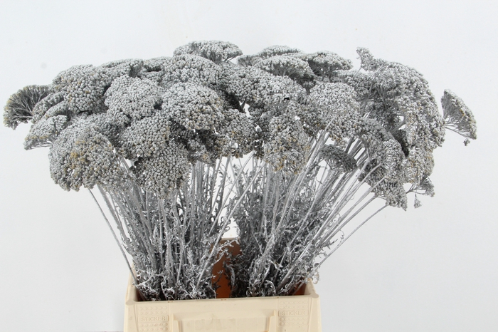 DF Achillea Paint Bs Silver