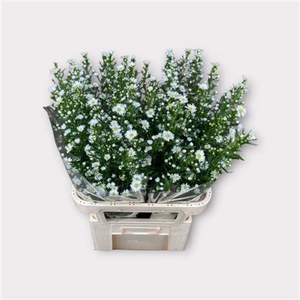 Aster Monte Casino Improved