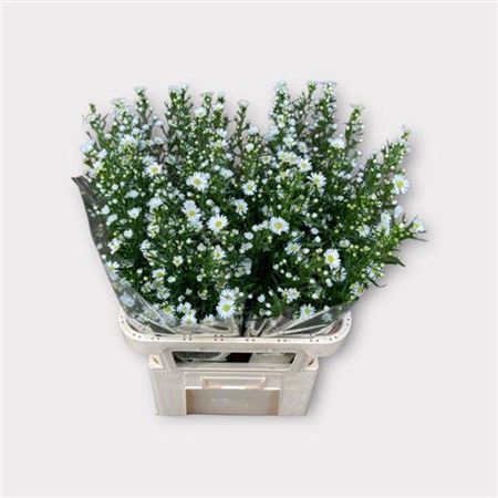 <h4>Aster Monte Casino Improved</h4>