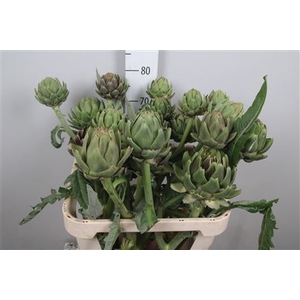 Cynara Sc Green Globe