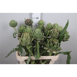 Cynara Sc Green Glob