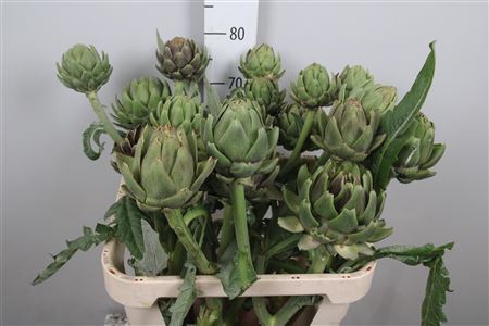 <h4>Cynara Sc Green Glob</h4>