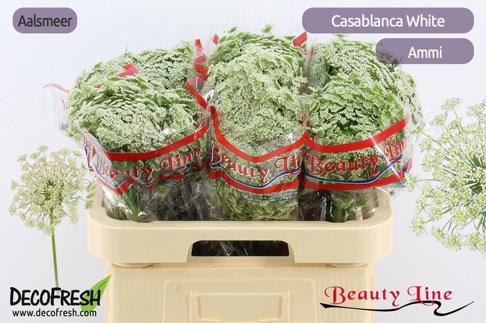 <h4>Ammi Vis Casablanca</h4>