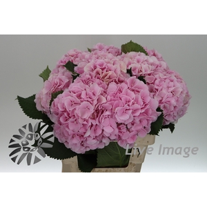 Hydrangea verena
