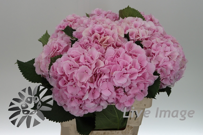 <h4>Hydrangea verena</h4>