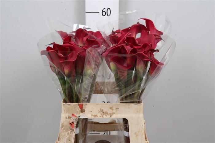 <h4>Zant Red Charm</h4>