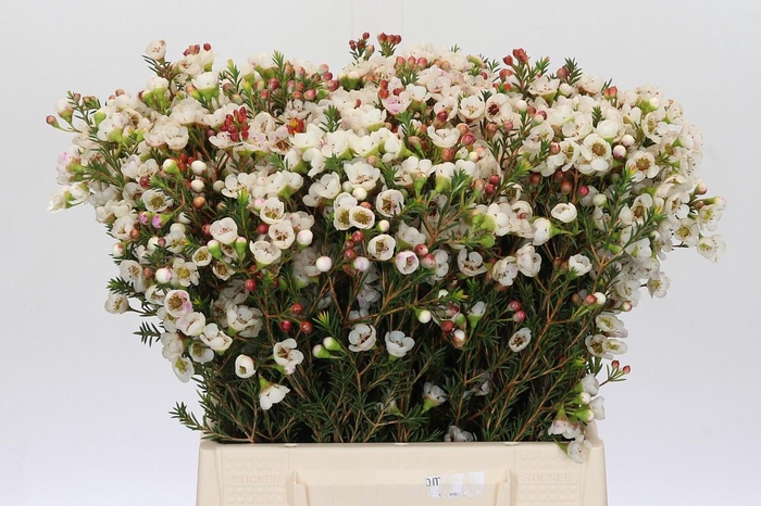 <h4>Chamelaucium Moonlight Delight</h4>