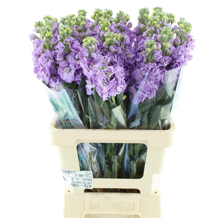 <h4>MATTH IRON MARINE</h4>