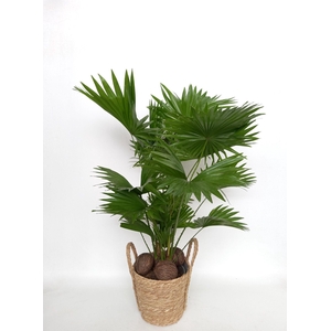 Livistona rotundifolia in Valencia mand