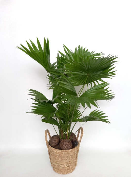 <h4>LIVISTONA ROTUNDIFOL</h4>