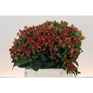 Hypericum Magical Triumph